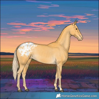 Horse Color:Palomino Blanket 