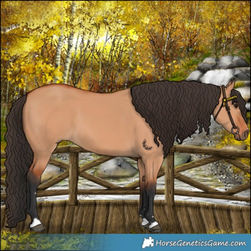 Horse Color:Bay Dun 