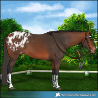 Horse Color:Bay Blanket  and Bay Blanket 