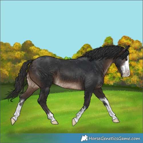 Horse Color:Brown 