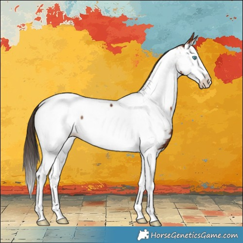 Horse Color:Bay Splash Appaloosa 
