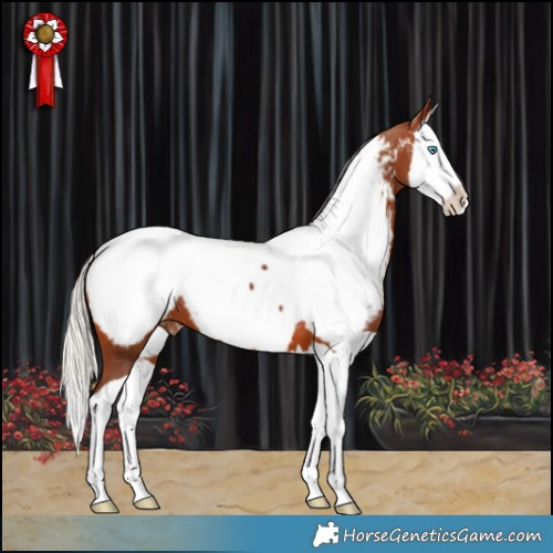 Horse Color:Silver Brown Splash Near Fewspot 