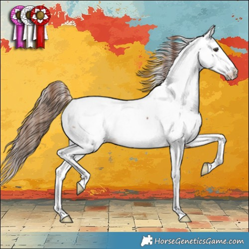 Horse Color:Chestnut Splash Appaloosa 