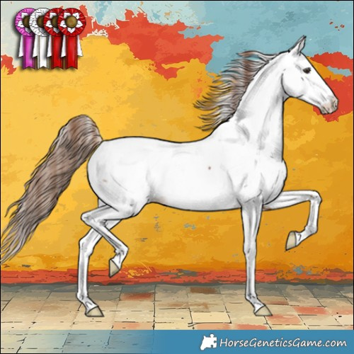 Horse Color:Chestnut Splash Appaloosa 