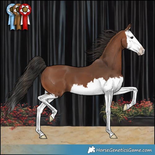 Horse Color:Bay Splash 