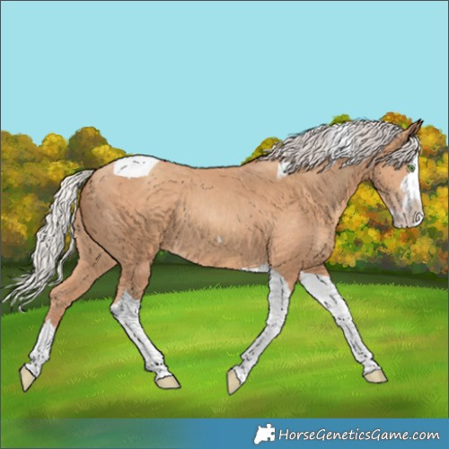 Horse Color:Silver Classic Champagne Splash Tobiano 