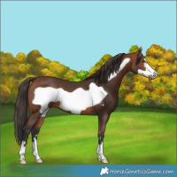 Horse Color:Bay Frame 