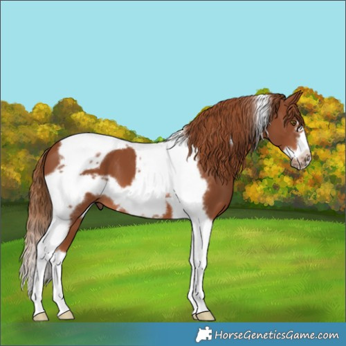 Horse Color:Chestnut Tobiano Frame 