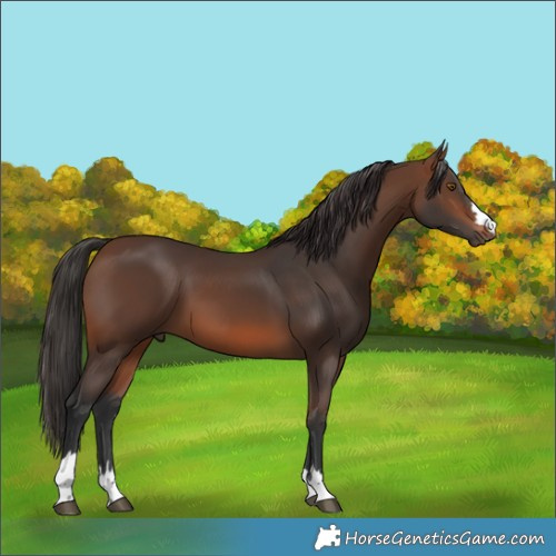 Horse Color:Brown 