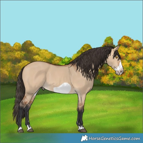 Horse Color:Bay Dun Frame 
