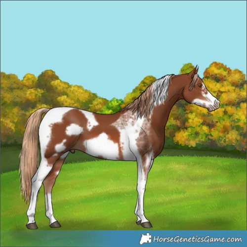 Horse Color:Chestnut Tobiano Frame 