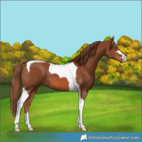 Horse Color:Chestnut Tobiano