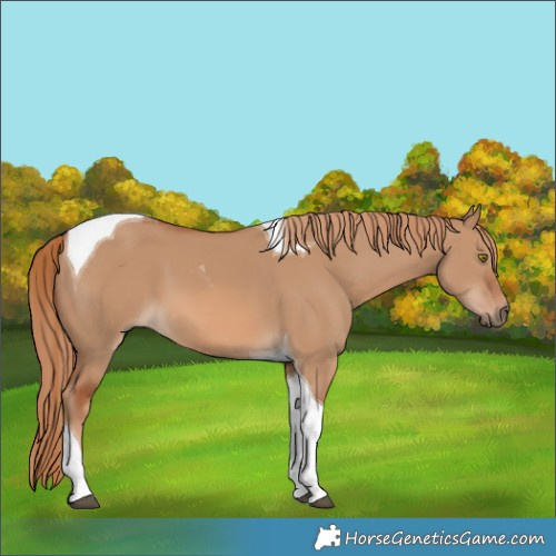 Horse Color:Red Dun Tobiano 