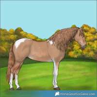 Horse Color:Red Dun Tobiano 