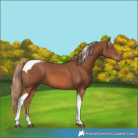 Horse Color:Chestnut Tobiano 