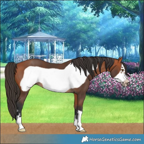 Horse Color:Bay Frame 