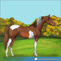 Horse Color:Chestnut Tobiano