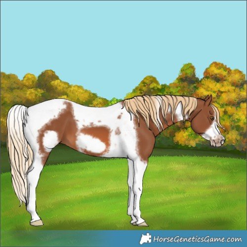 Horse Color:Chestnut Tobiano Frame 
