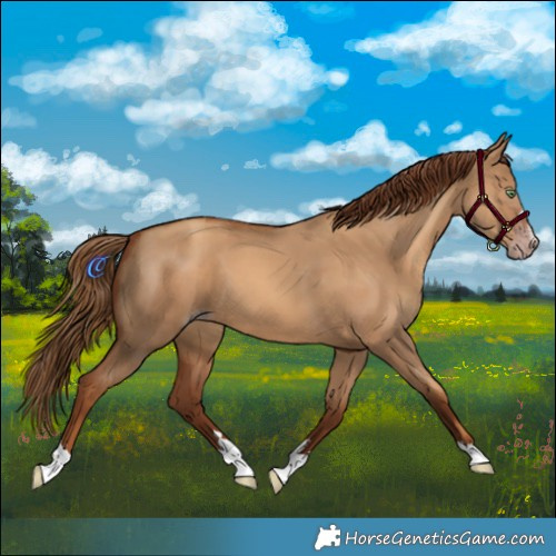 Horse Color:Gray Gold Champagne Dun 