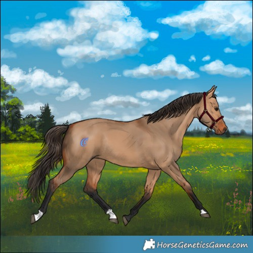 Horse Color:Bay Dun Rabicano 