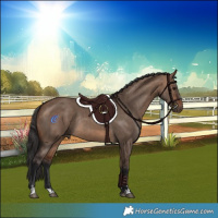 Horse Color:Bay Dun Rabicano