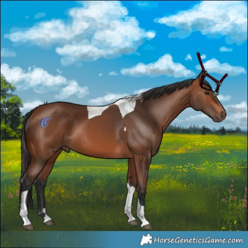 Horse Color:Bay Tobiano 