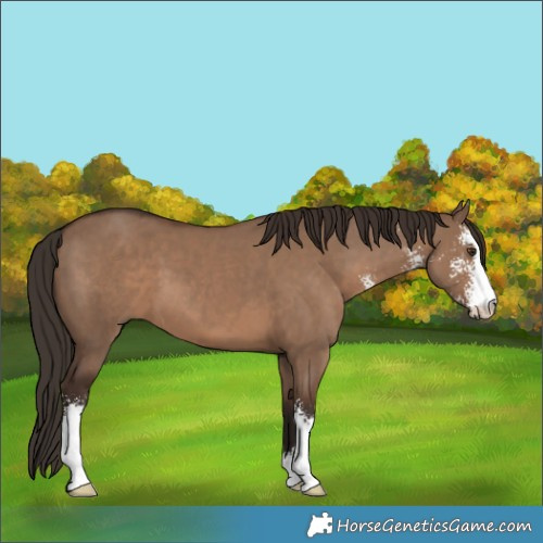Horse Color:Liver Red Dun Sabino 