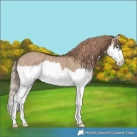 Horse Color:Liver Red Dun Sabino Splash