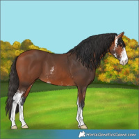 Horse Color:Bay Sabino