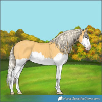 Horse Color:Palomino Sabino Splash 