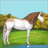 Horse Color:Red Dun Splash 
