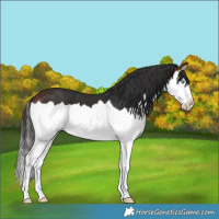 Horse Color:Bay Splash 