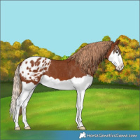 Horse Color:Chestnut Splash Varnish 