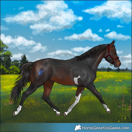 Horse Color:Brown Tobiano 