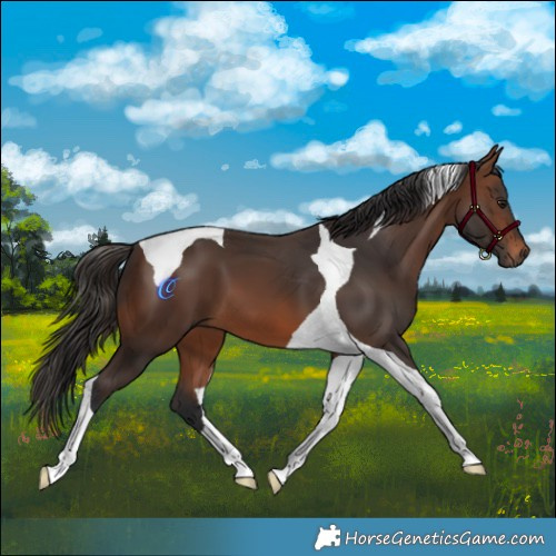 Horse Color:Brown Tobiano 