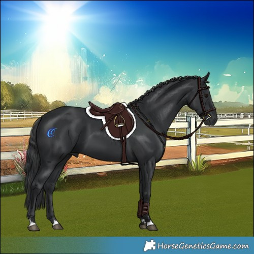 Horse Color:Black 