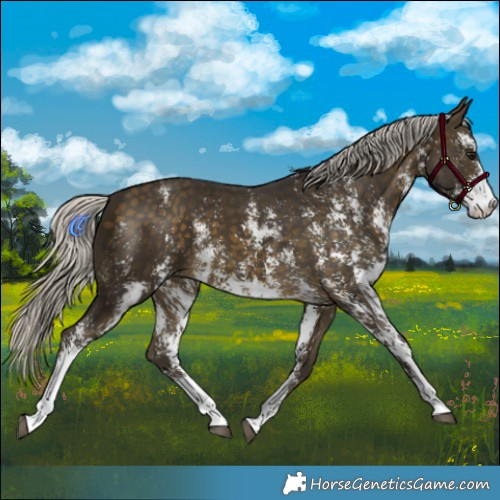 Horse Color:Silver Buckskin Sabino 