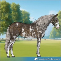 Horse Color:Silver Buckskin Sabino