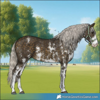 Horse Color:Silver Buckskin Sabino