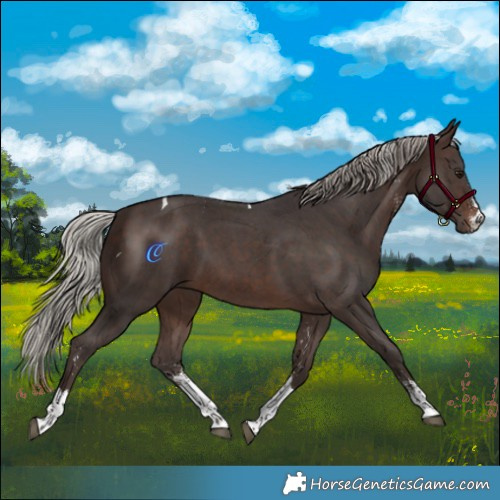 Horse Color:Silver Brown Sabino Tobiano