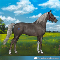 Horse Color:Silver Black Sabino Tobiano