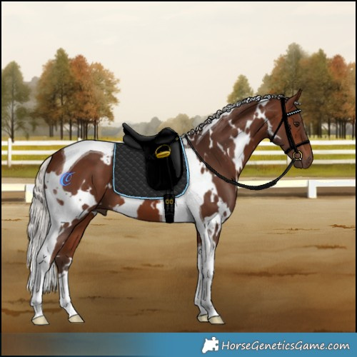 Horse Color:White Spotted Silver Brown Tobiano
