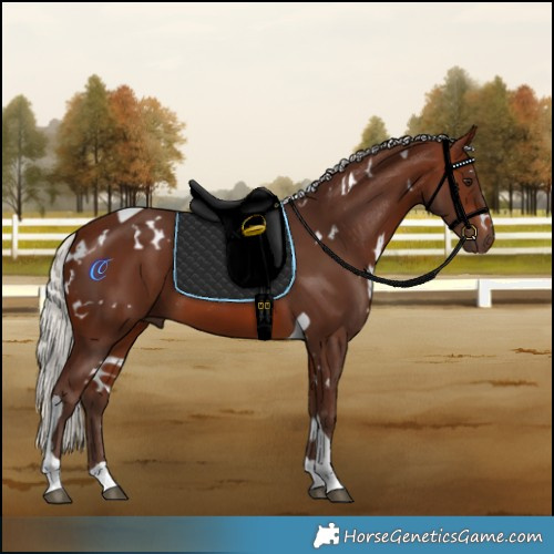 Horse Color:White Spotted Silver Brown Tobiano