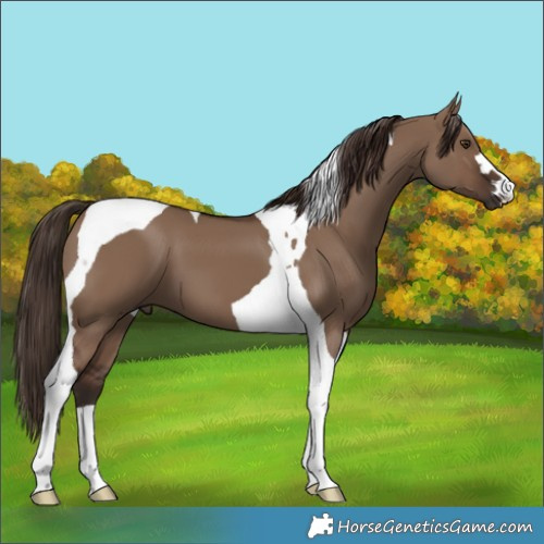 Horse Color:Liver Red Dun Tobiano 