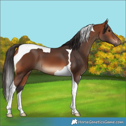 Horse Color:Bay Tobiano 