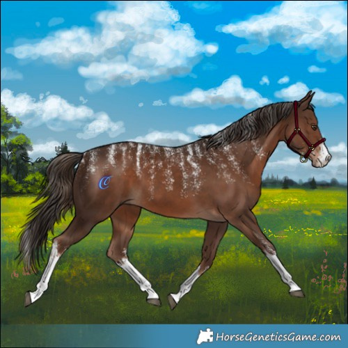 Horse Color:Powder White White Spotted Liver Chestnut 