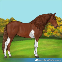 Horse Color:Chestnut Tobiano 