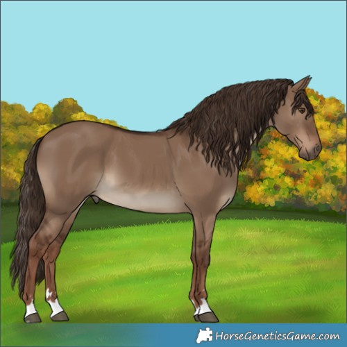 Horse Color:Liver Red Dun 