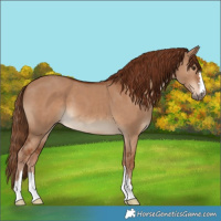 Horse Color:Red Dun