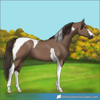 Horse Color:Liver Red Dun Tobiano 